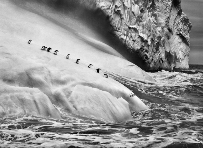 Sebastião Salgado, Chinstrap penguins on an iceberg, between Zavodovski and Visokoi islands, South Sandwich Islands, 2009, Gelatin silver print, 91.44 x 127 cm/36 x 50 inches © Sebastião Salgado/Amazonas Images