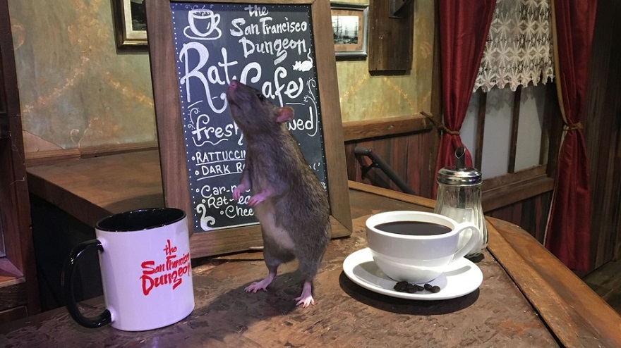 rat-cafe-san-francisco
