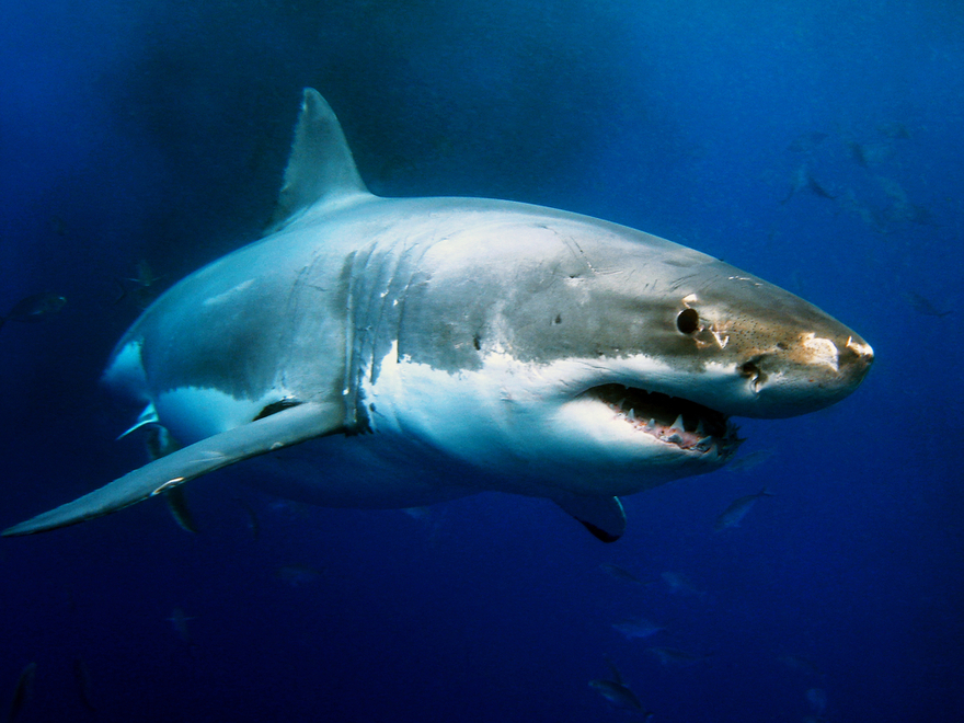 michael-phelps-race-great-white-shark